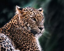5D-285348_Web