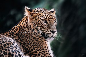 Animaux