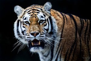 Animaux