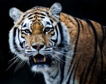 Animaux