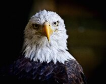 Oiseaux