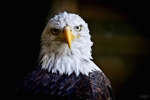 Oiseaux